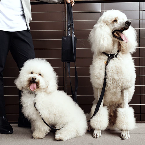 The Pet Leash in XS/S - Image 8
